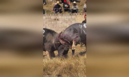 斗牛视频,热血沸腾的竞技对决